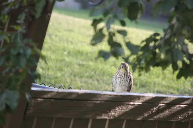 A young hawk perches on a wooden fence rail and looks toward the camera, framed by green leaves.