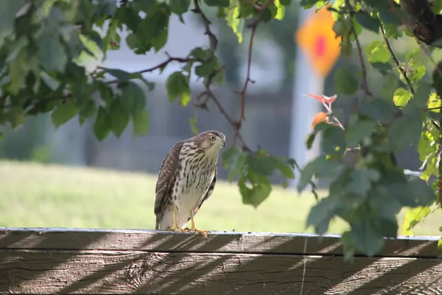 A young hawk perches on a wooden fence rail in profile, framed by out-of-focus leaves.