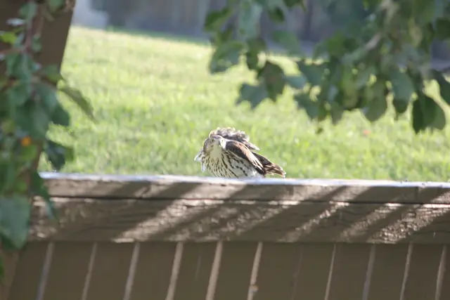 A young hawk stands on a fence rail with its feathers ruffled and wings raised mid-shake.