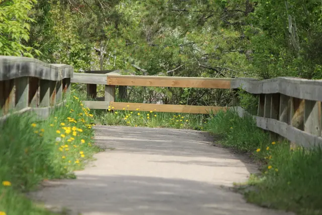 A gravel path crosses a wooden-railed bridge lined with dandelions and trees.