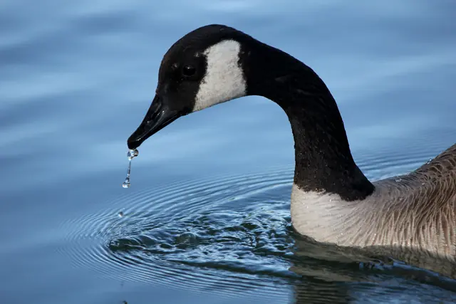 A Canada goose's head in close-up with a drop of water hanging from its beak.