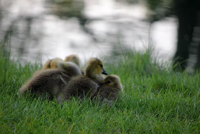 A cluster of downy goslings huddles together in grass beside a pond.