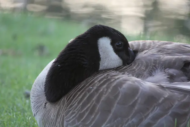 A Canada goose rests with its head tucked against its folded wing on a lawn.