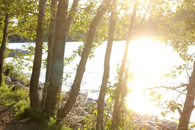 Sunlight flares through tree branches along a rocky riverbank.