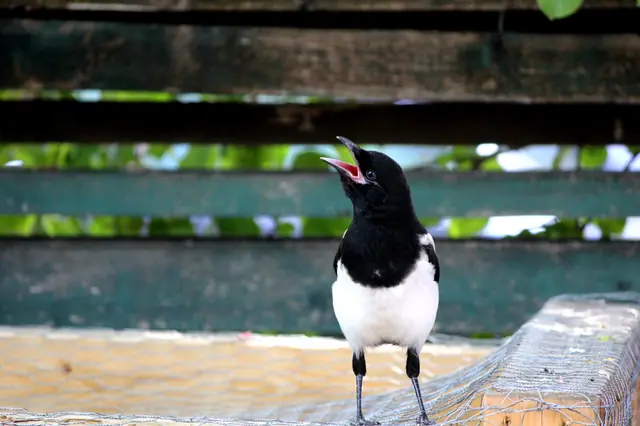 A black-billed magpie stands on a railing with its beak wide open, calling.