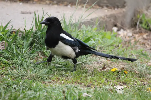 A magpie walks through grass with its iridescent tail feathers visible.