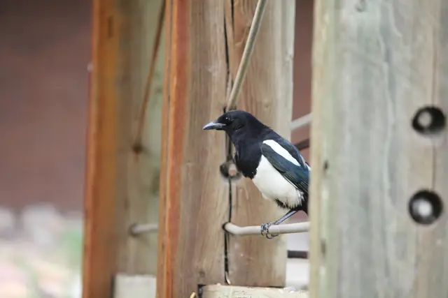 A magpie perches on a wooden railing.