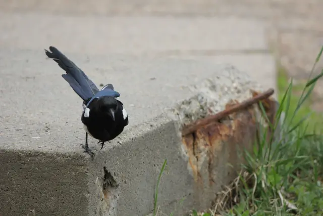 A magpie stands on a concrete ledge with its tail feathers fanned upward.