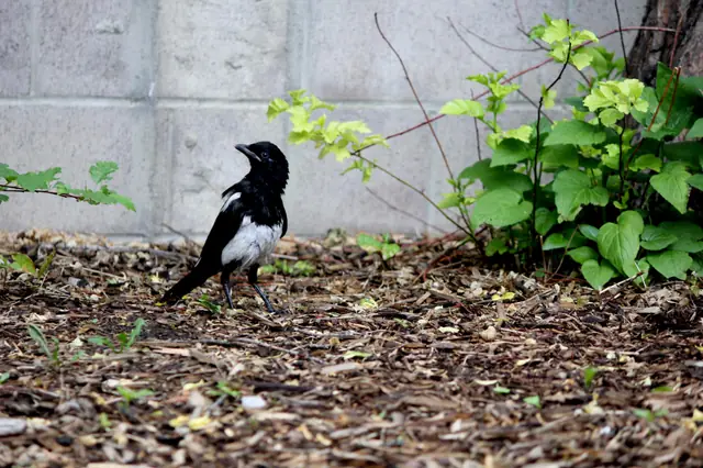 A magpie stands on wood chips with its head turned back over its shoulder.