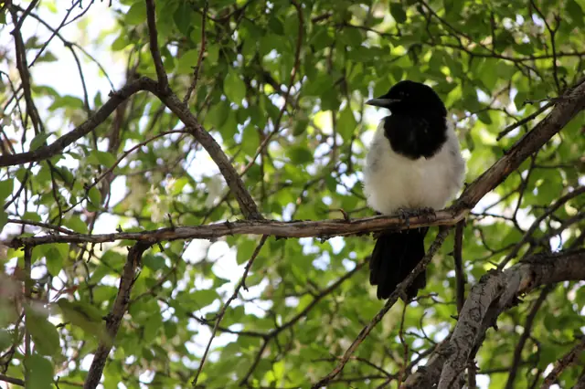 A magpie perches on a branch inside a leafy tree canopy.
