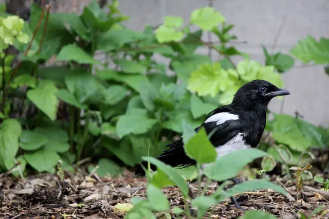 A magpie stands among green shrubs near a cinderblock wall.