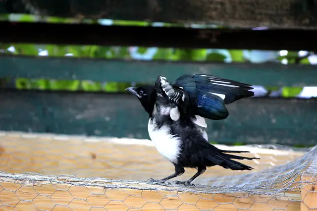 A black-billed magpie spreads its wings while launching off a wooden railing.