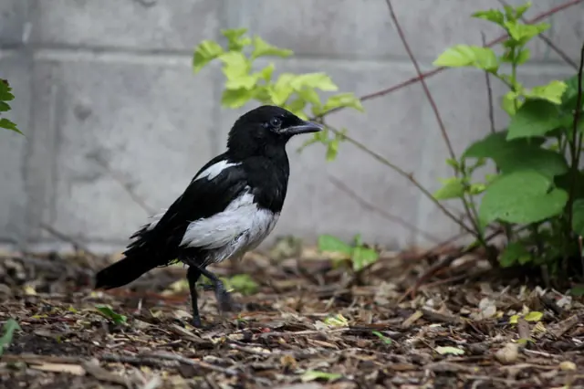 A magpie walks across wood chips in front of a cinderblock wall.