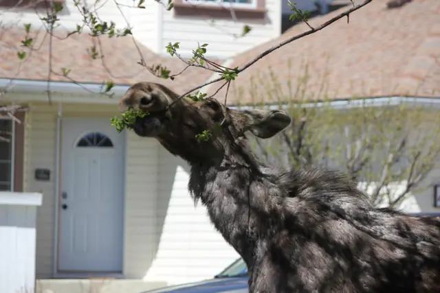 A moose reaches up to eat leaves from a branch in front of a house with a white front door.
