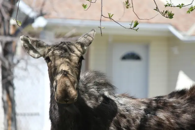 A moose looks directly at the camera in front of a suburban house.