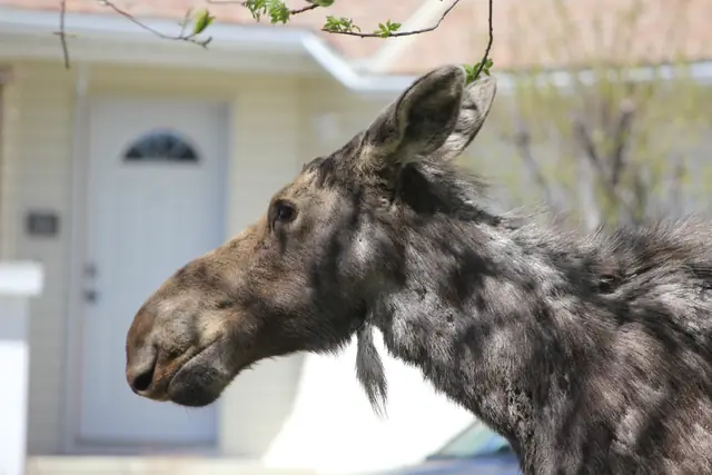 A moose stands in profile in front of a suburban house, dappled light on its face.