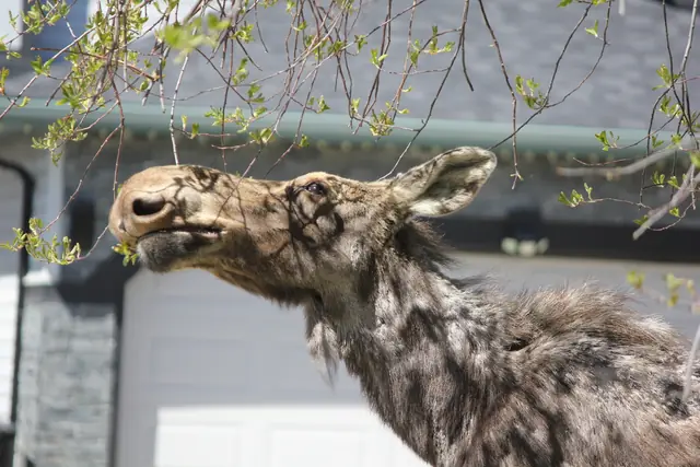 A moose stretches its neck up to reach a hanging branch in front of a garage.