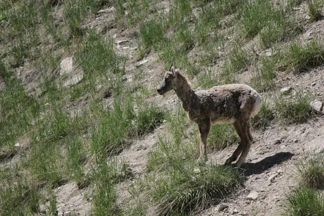 A young bighorn sheep with a patchy shedding coat stands in profile on a steep grassy hillside.