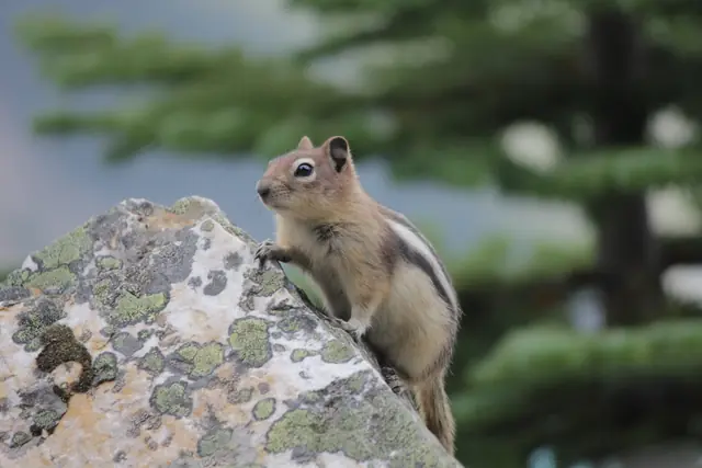 A ground squirrel grips the edge of a large boulder with an evergreen tree behind it.