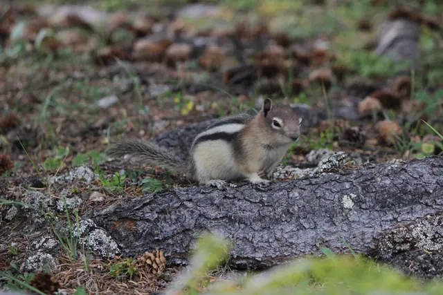 A striped ground squirrel sits on a log among pine cones on the forest floor.