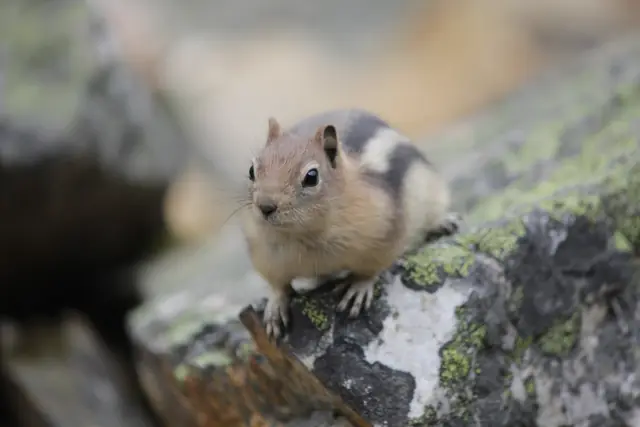 A ground squirrel grips the edge of a mossy rock ledge, looking toward the camera.