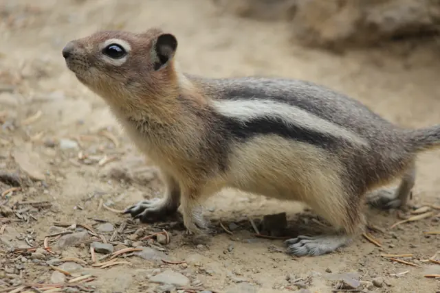 A ground squirrel stands in profile on bare dirt with its full body visible.