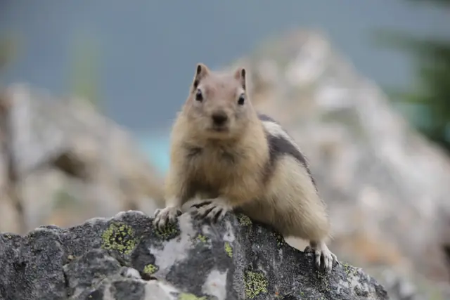 A ground squirrel grips the edge of a lichen-covered rock and looks at the camera.