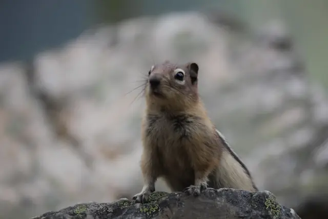 A ground squirrel stands upright on a rock, looking up and to the side.