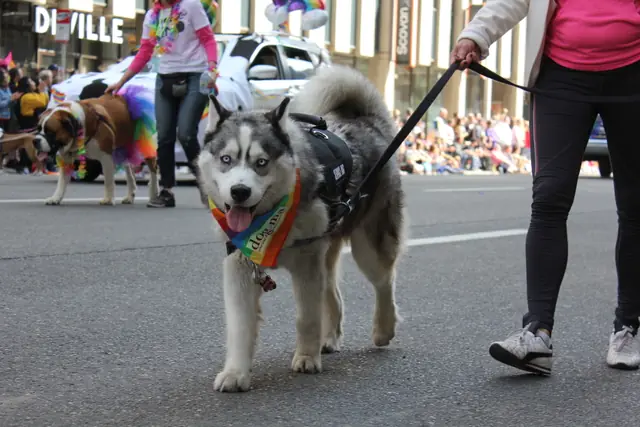 A husky in a rainbow bandana walks on a leash down a city street.