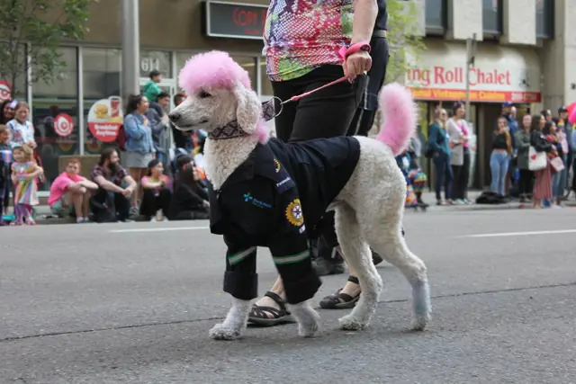 A poodle with pink-dyed ears and tail wears a small jacket while walking in the parade.