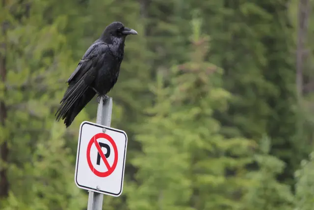 A raven perches on top of a no-parking sign with forest behind it.