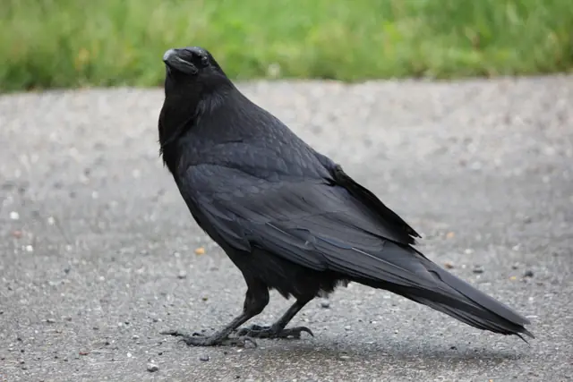 A raven stands on pavement in profile with grass blurred behind it.