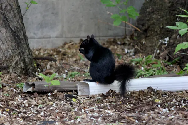 A black squirrel sits on a white pipe eating, with a concrete wall behind it.