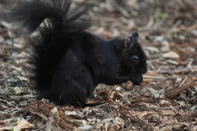 A black squirrel crouches on mulch, holding food to its mouth with both paws.