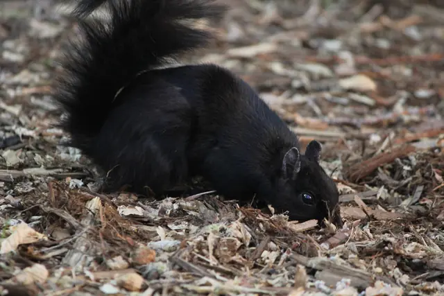 A black squirrel sniffs at leaf litter with its head lowered and tail fanned up.