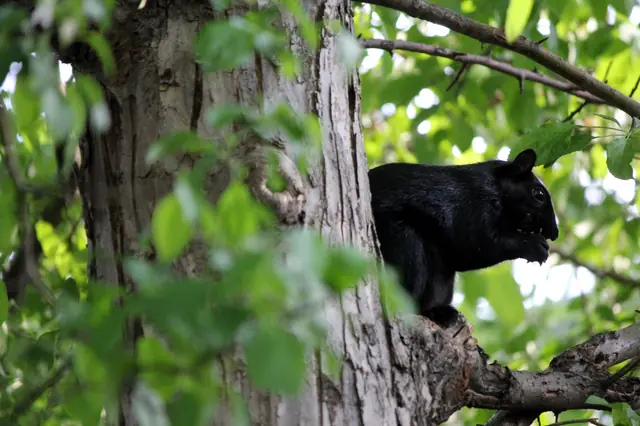 A black squirrel sits on a tree branch eating, framed by leaves.