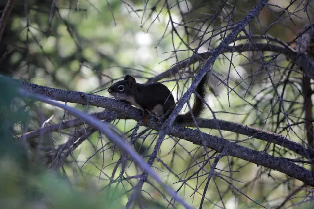 A small squirrel sits on a bare branch surrounded by twigs with green foliage blurred behind.