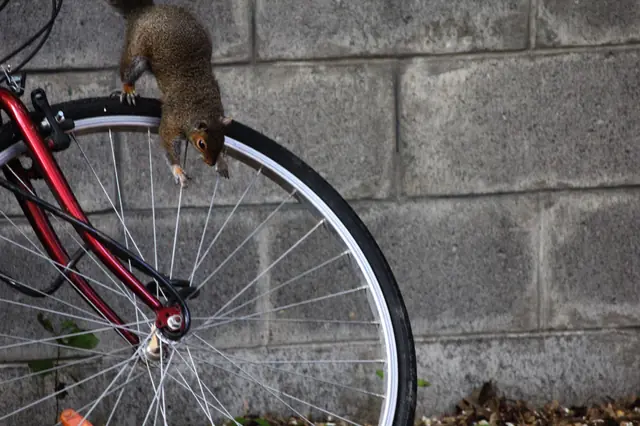 A squirrel climbs over the edge of a bicycle tire against a cinderblock wall.