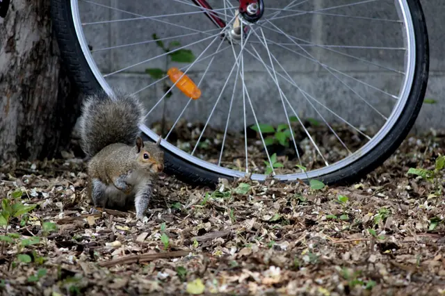 A squirrel sits on leaf litter beside a bicycle wheel and tree trunk.