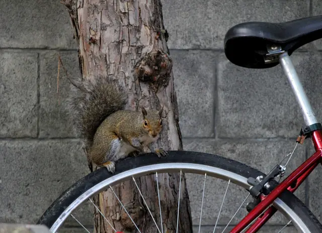 A squirrel grips a tree trunk with one paw resting on a bicycle tire.