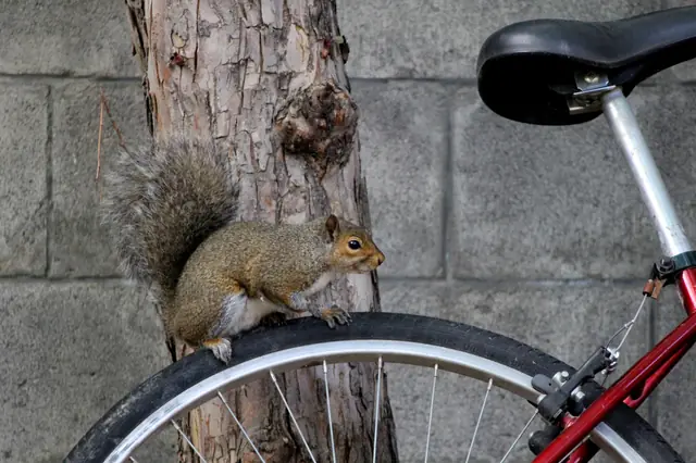 A squirrel stands on a tree trunk with its front paws on a bicycle tire.