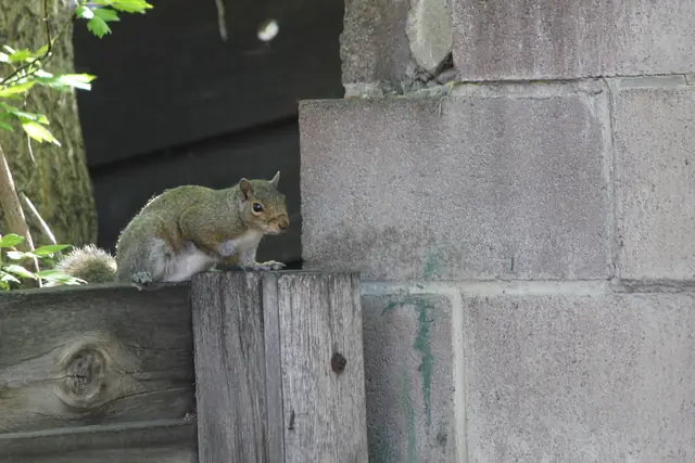 A squirrel perches on a wooden fence post in front of a concrete wall.