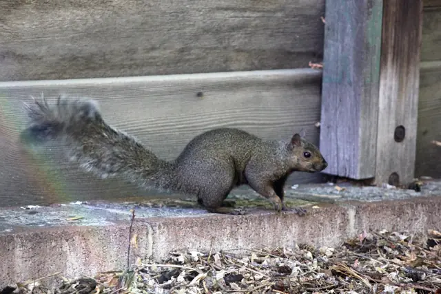 A squirrel stands on a stone ledge with a small rainbow lens flare crossing its tail.